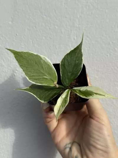 plant/Variegated Hoya Polyneura Albo-3-thumbnail