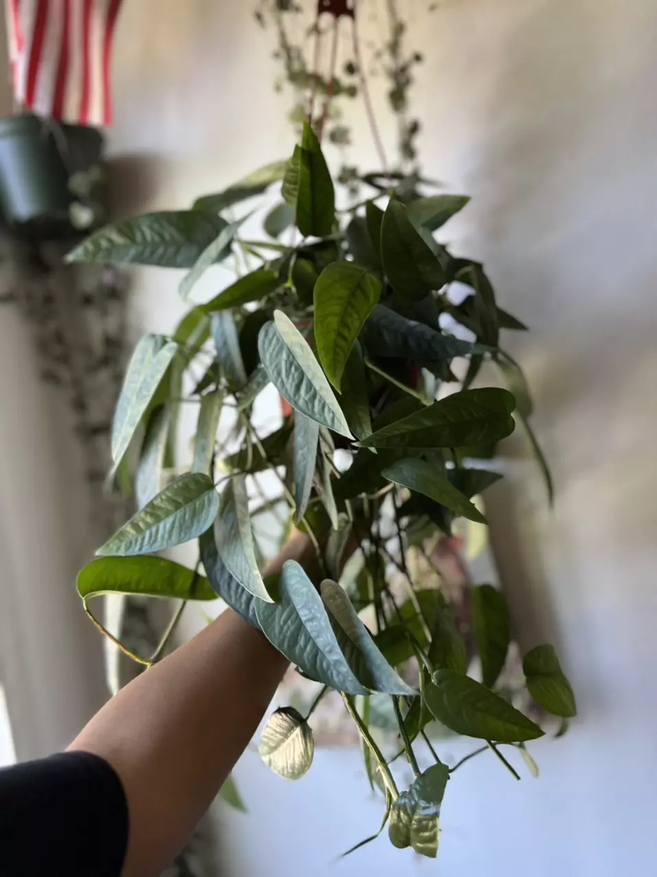 plant/6” Cebu Blue Pothos-1