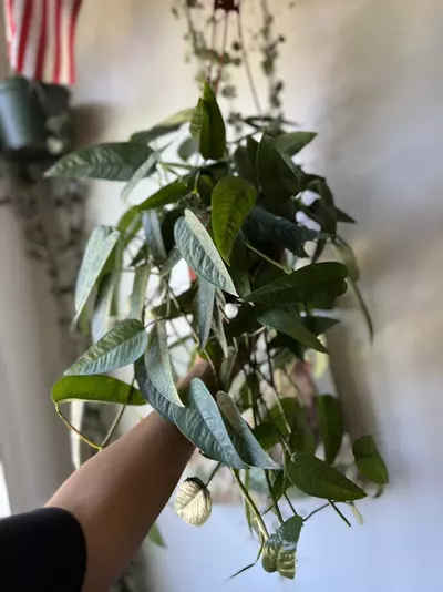 plant/6” Cebu Blue Pothos-1-thumbnail