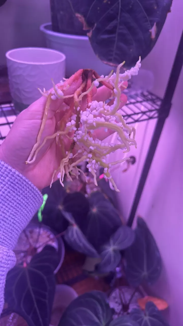 plant/Anthurium sp. Nov DF clone 2 growth points-0