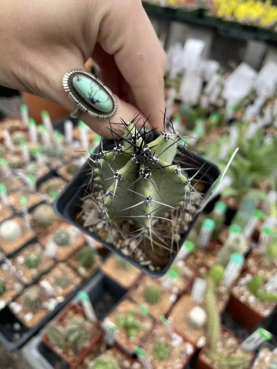 plant/Lophocereus schottii-1