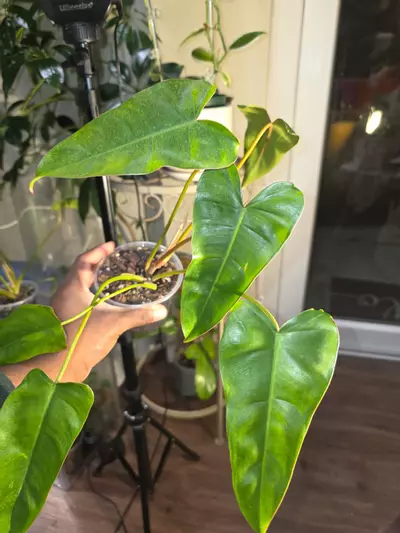 plant/Philodendron Billietiae x Saggitifolium (long form)-2-thumbnail