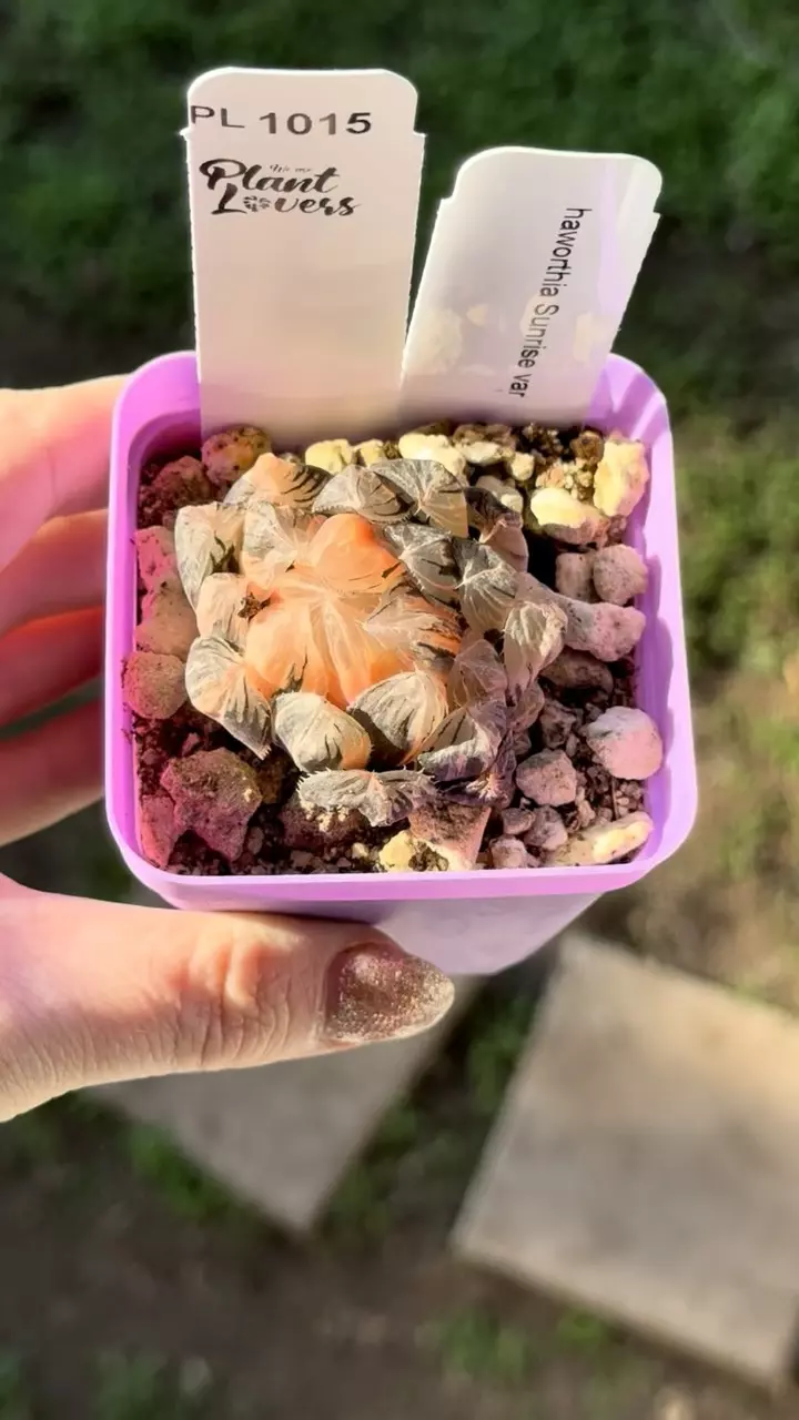 plant/PL1015: Haworthia Sunrise-0
