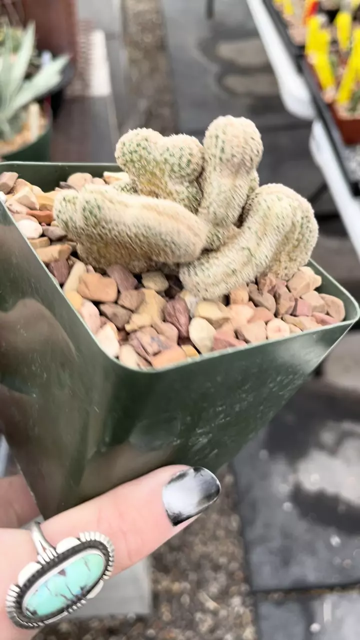 plant/Crested Echinocereus primolanatus-2