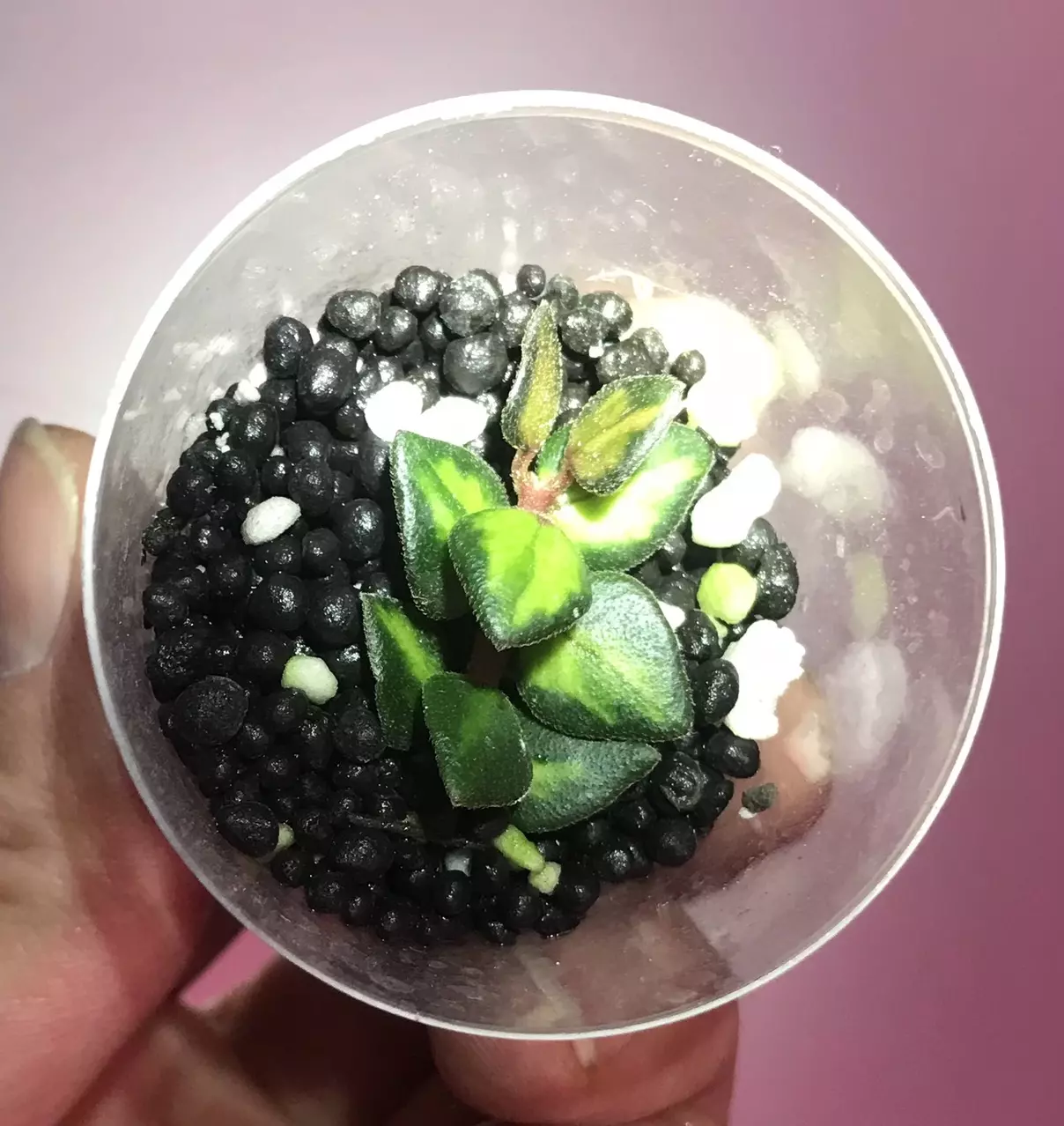 plant/Freshly Rooted Inner Variegated Chinghungensis-1