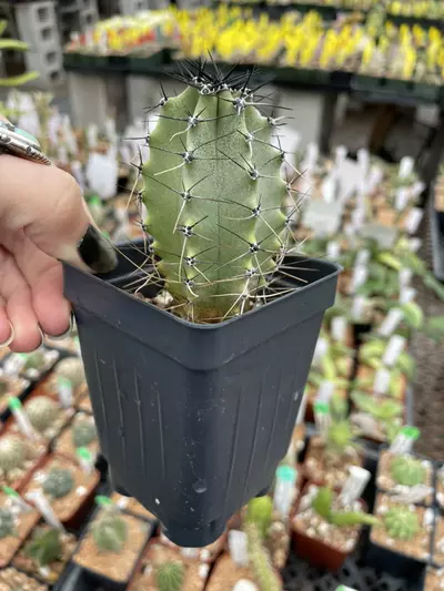 plant/Lophocereus schottii-0-thumbnail