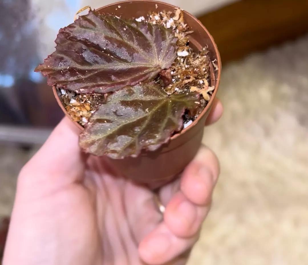 plant/Begonia Botanicaz 87 V1-1