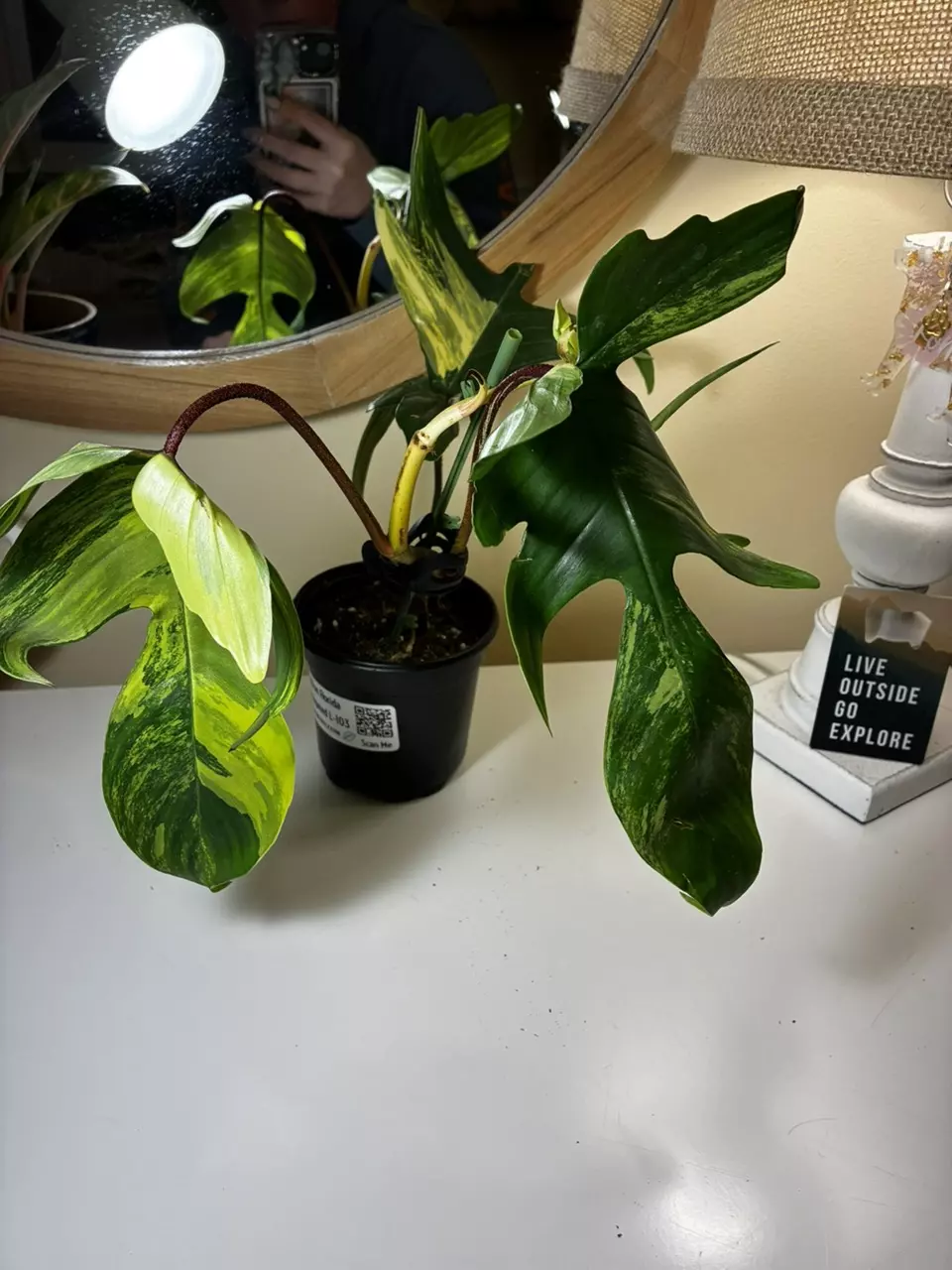 plant/Florida Beauty that’s not so beauty-1