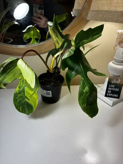 plant/Florida Beauty that’s not so beauty-1-thumbnail