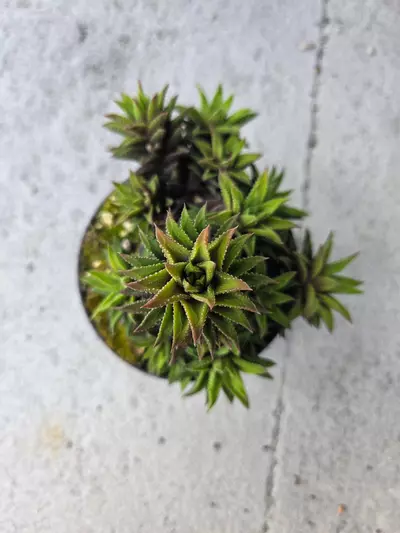 plant/Haworthiopsis spiraling cluster-1-thumbnail
