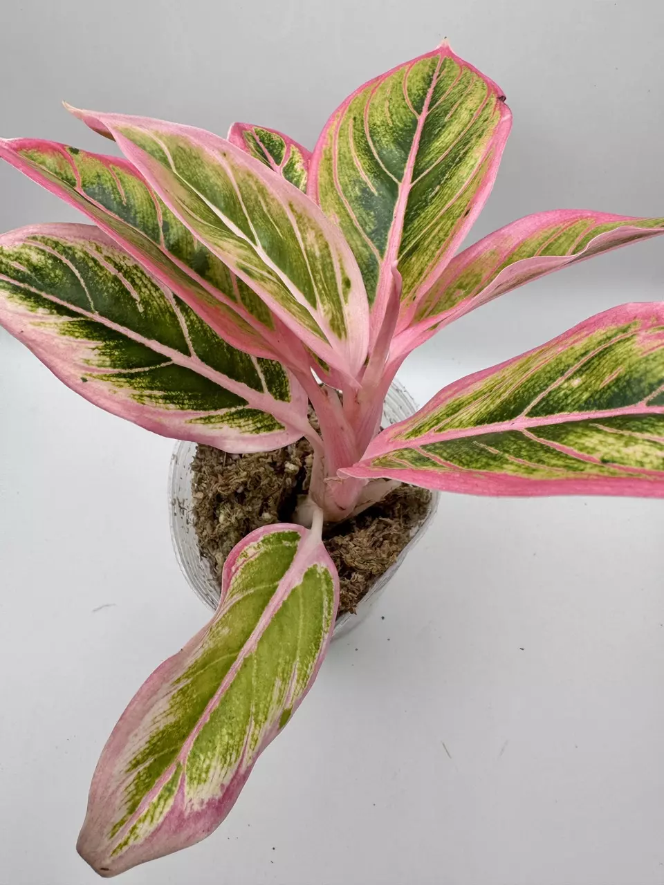 plant/Aglaonema Lotus Delight 0455-1