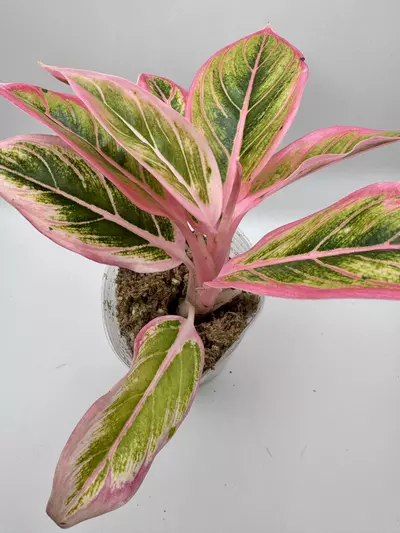 plant/Aglaonema Lotus Delight 0455-1-thumbnail