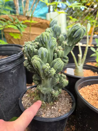 plant/Monstrose Cereus ming thing-2-thumbnail