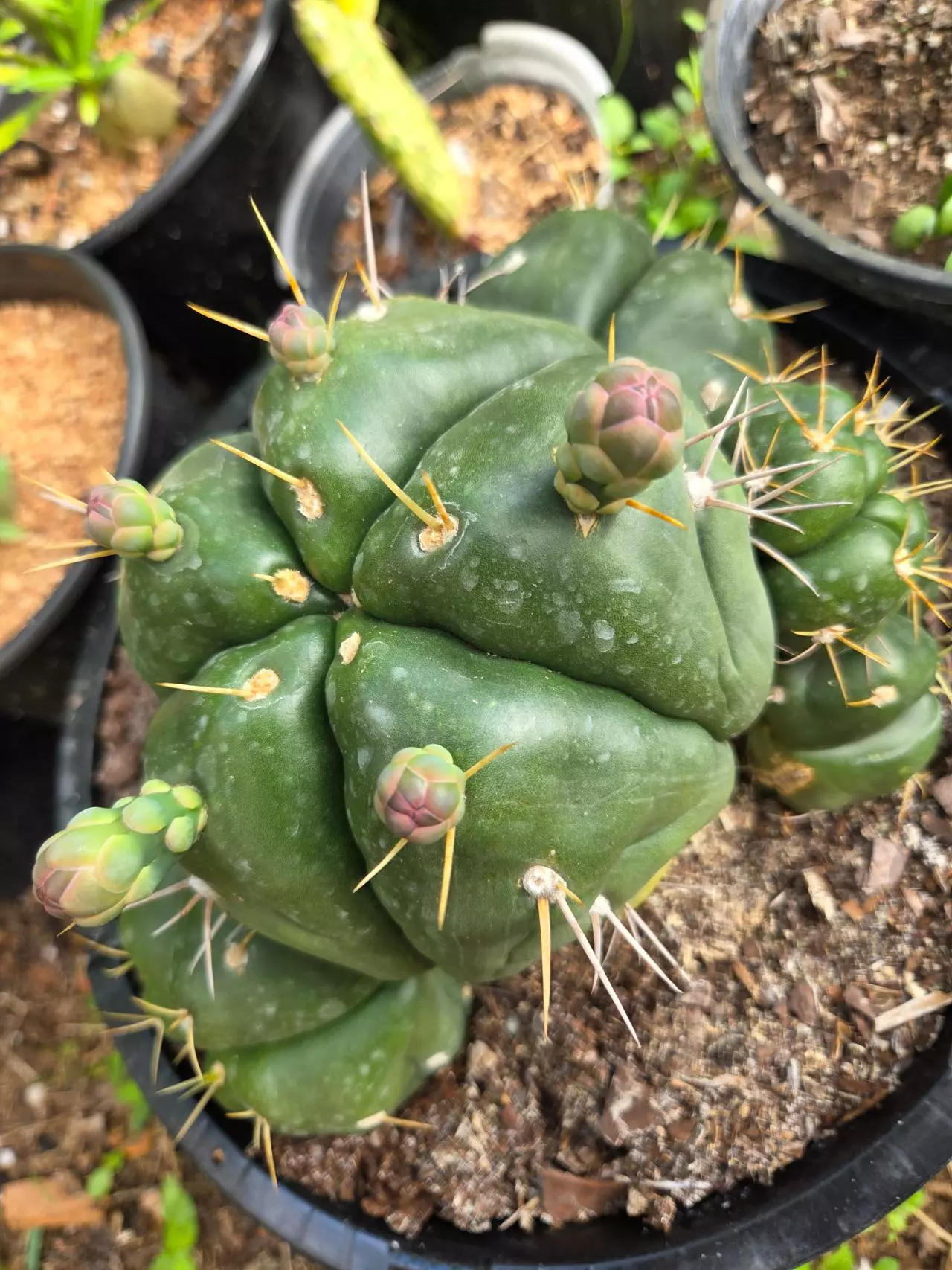 plant/Gymnocalycium Horstii cluster XXL-0