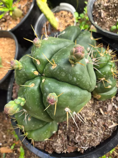 plant/Gymnocalycium Horstii cluster XXL-0-thumbnail