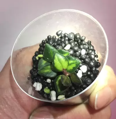 plant/Freshly Rooted Inner Variegated Chinghungensis-0-thumbnail