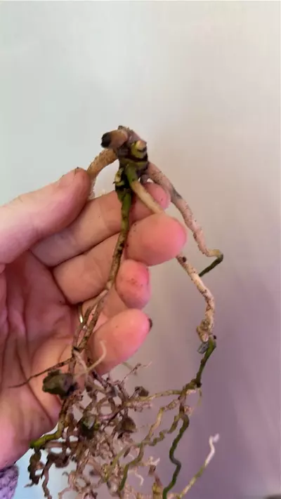 plant/Anthurium RLFS  bottom cut 2 growth points activated-1-thumbnail