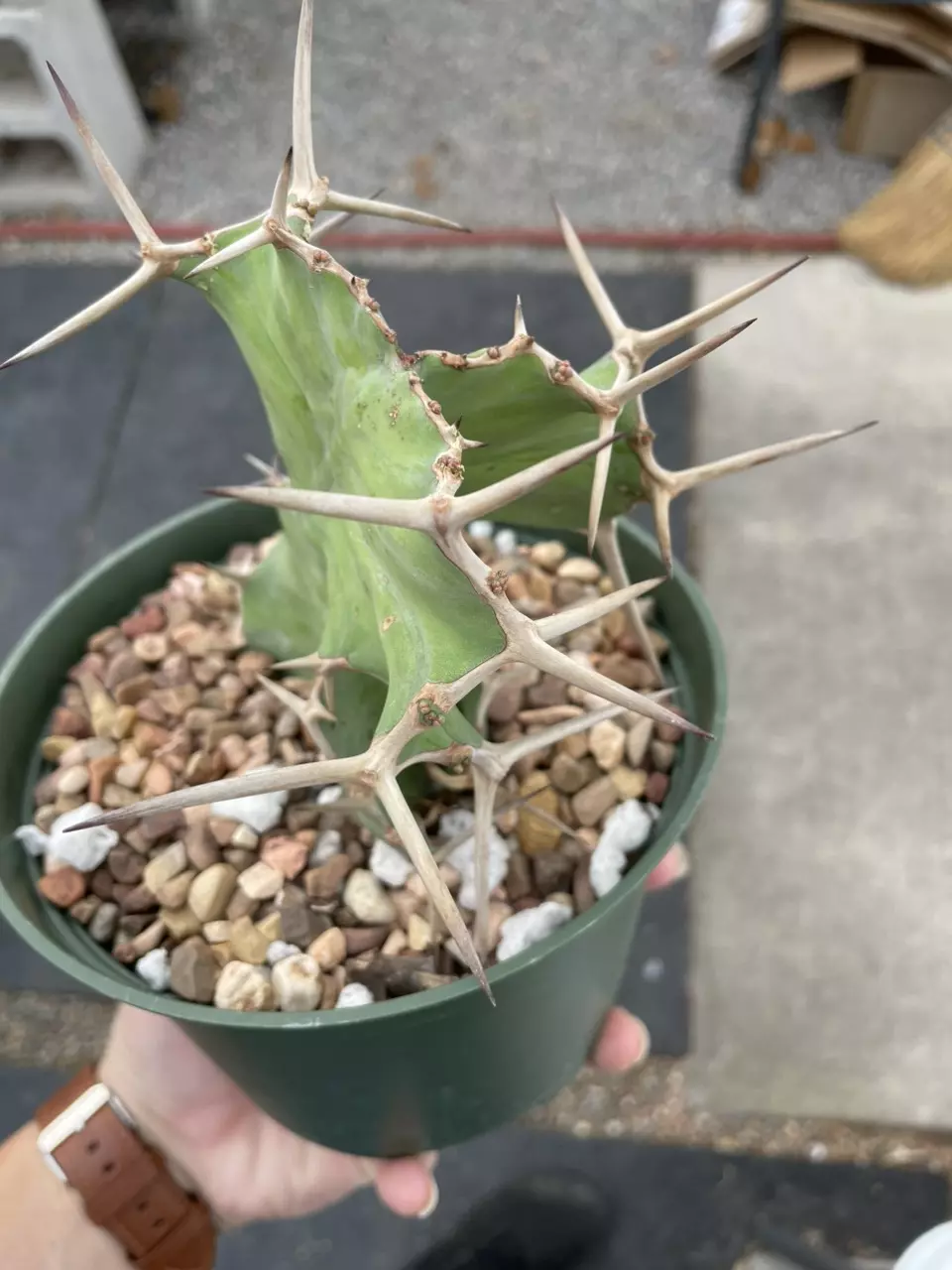 plant/Variegated Euphorbia grandicornis-1