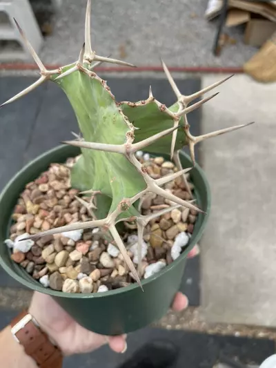 plant/Variegated Euphorbia grandicornis-1-thumbnail