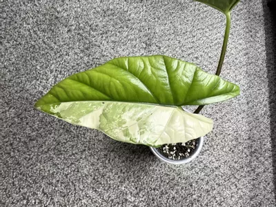 plant/Simpo Albo-1-thumbnail