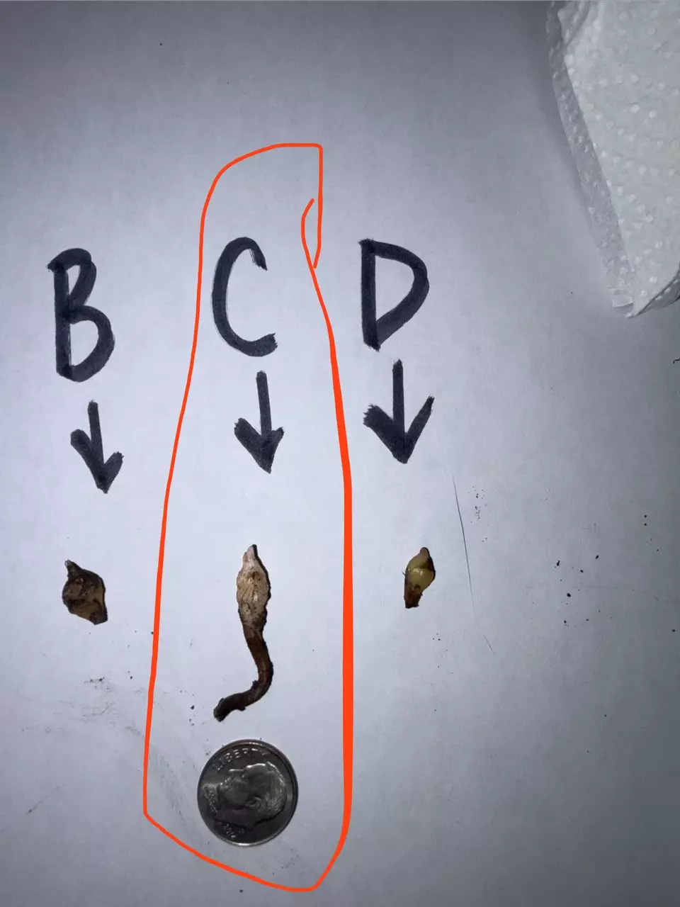 plant/CORM C pseudo sanderiana pink-0
