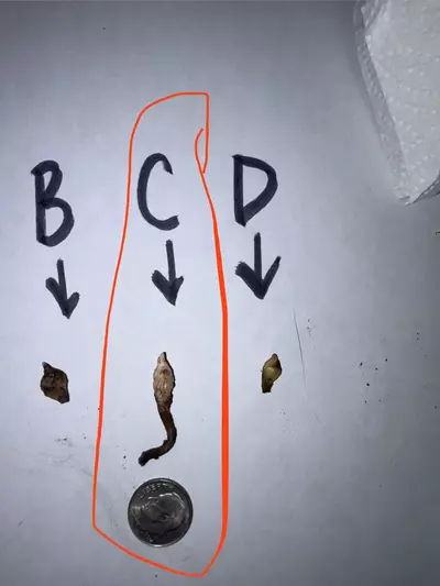 plant/CORM C pseudo sanderiana pink-0-thumbnail