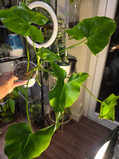 plant/Philodendron Corcovadense in 6 inch pot.-2-thumbnail