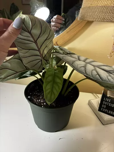 plant/Alocasia Silver Dragon-3-thumbnail