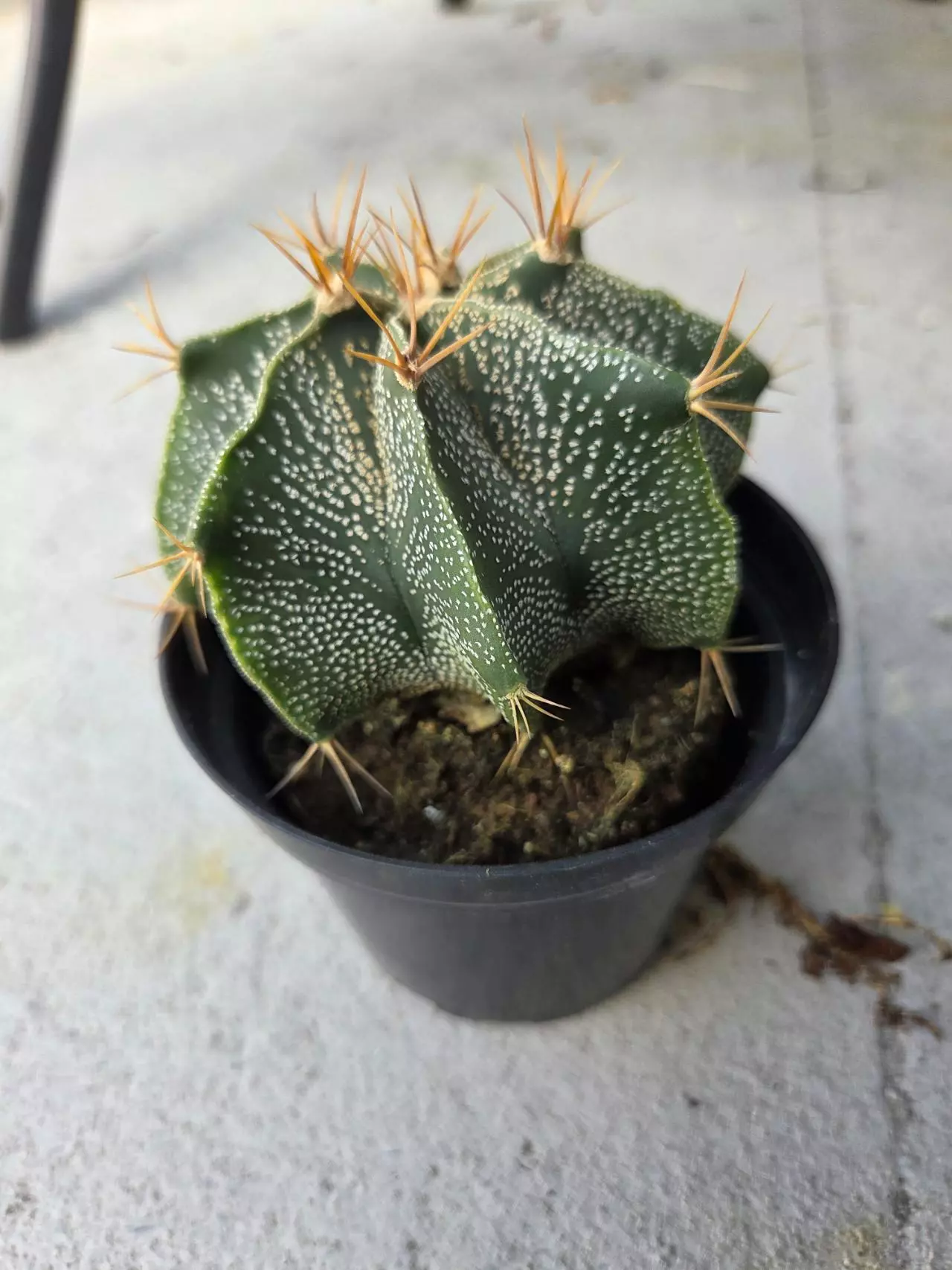 plant/Astrophytum Ornatum #3-0