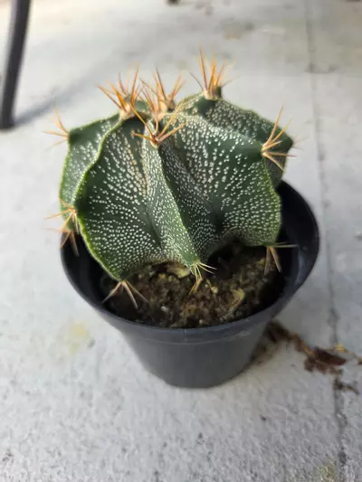 plant/Astrophytum Ornatum #3-0-thumbnail