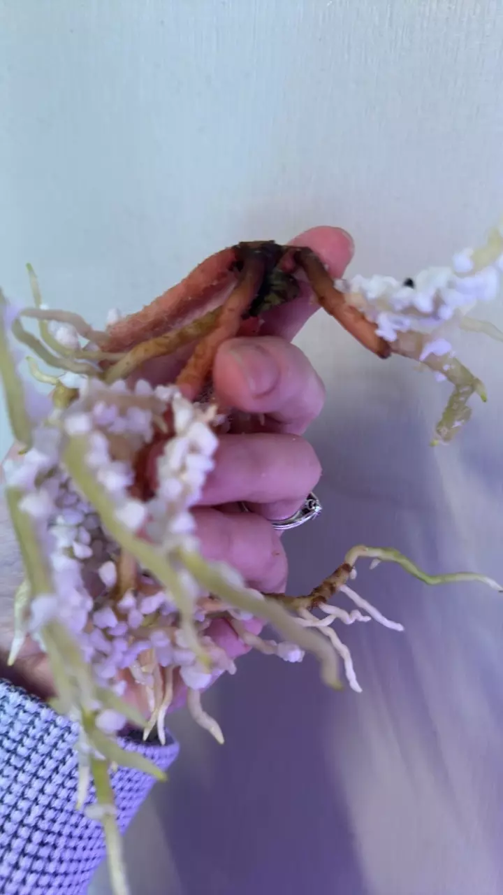 plant/Anthurium sp. Nov DF clone 2 growth points-1