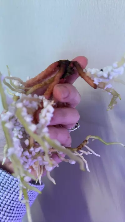 plant/Anthurium sp. Nov DF clone 2 growth points-1-thumbnail