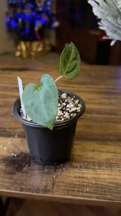 plant/A. Red of Java *Parent pic last-3-thumbnail