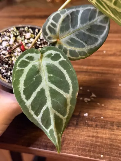 plant/A. KOS x RC #5-3-thumbnail