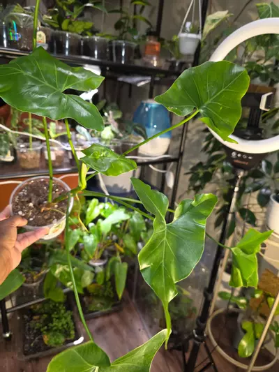 plant/Philodendron Corcovadense in 6 inch pot.-1-thumbnail