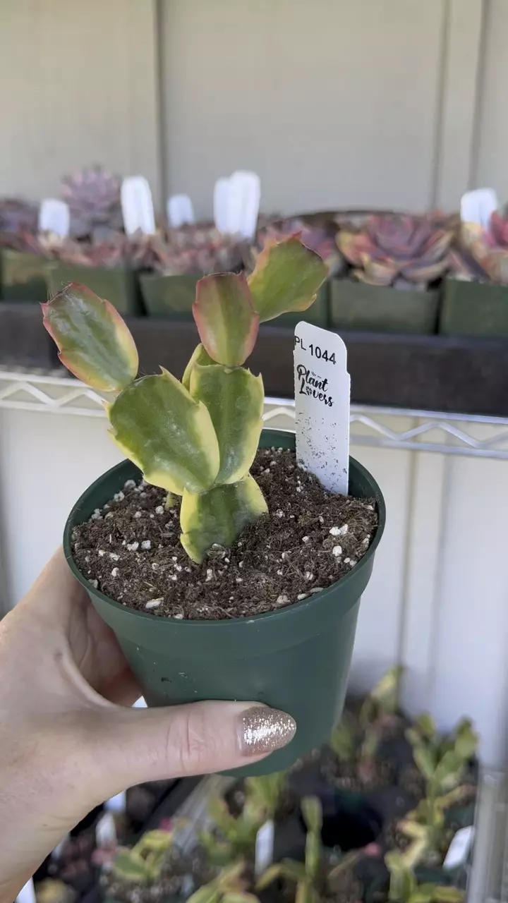 plant/PL1044: Variegated Thanksgiving Cactus-0