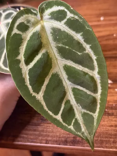 plant/A. KOS x RC #5-2-thumbnail