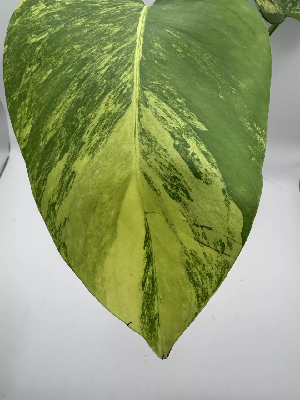 plant/Monstera Aurea-1