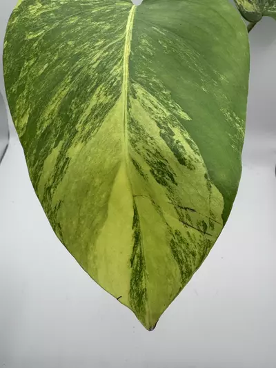 plant/Monstera Aurea-1-thumbnail