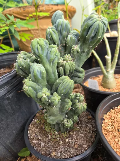 plant/Monstrose Cereus ming thing-0-thumbnail