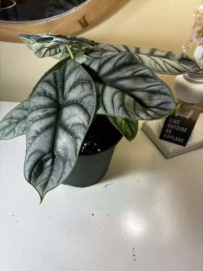 plant/Alocasia Silver Dragon-4-thumbnail