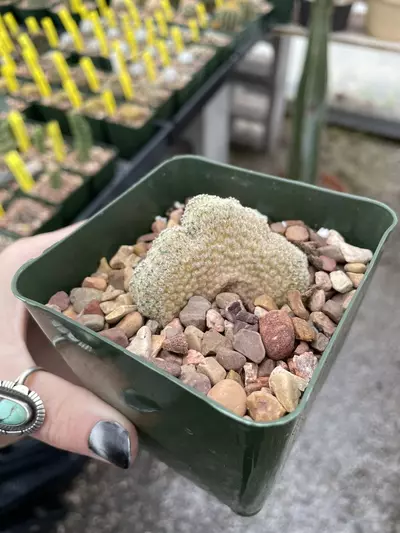 plant/Crested Echinocereus primolanatus-0-thumbnail