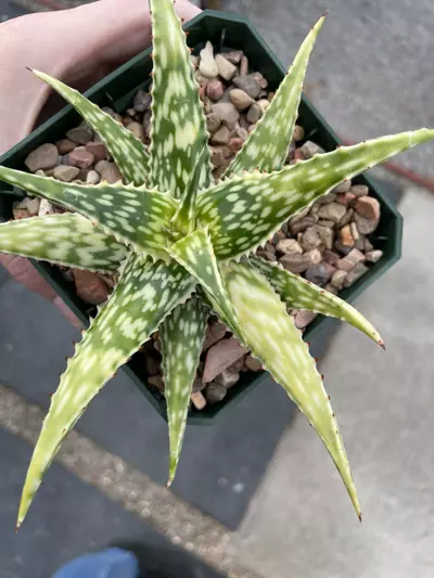plant/Variegated Aloe mcloughlinii-2-thumbnail