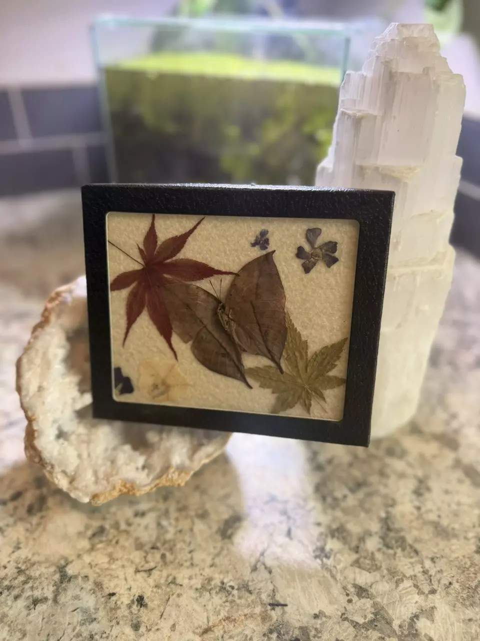 plant/Dead leaf butterfly-0