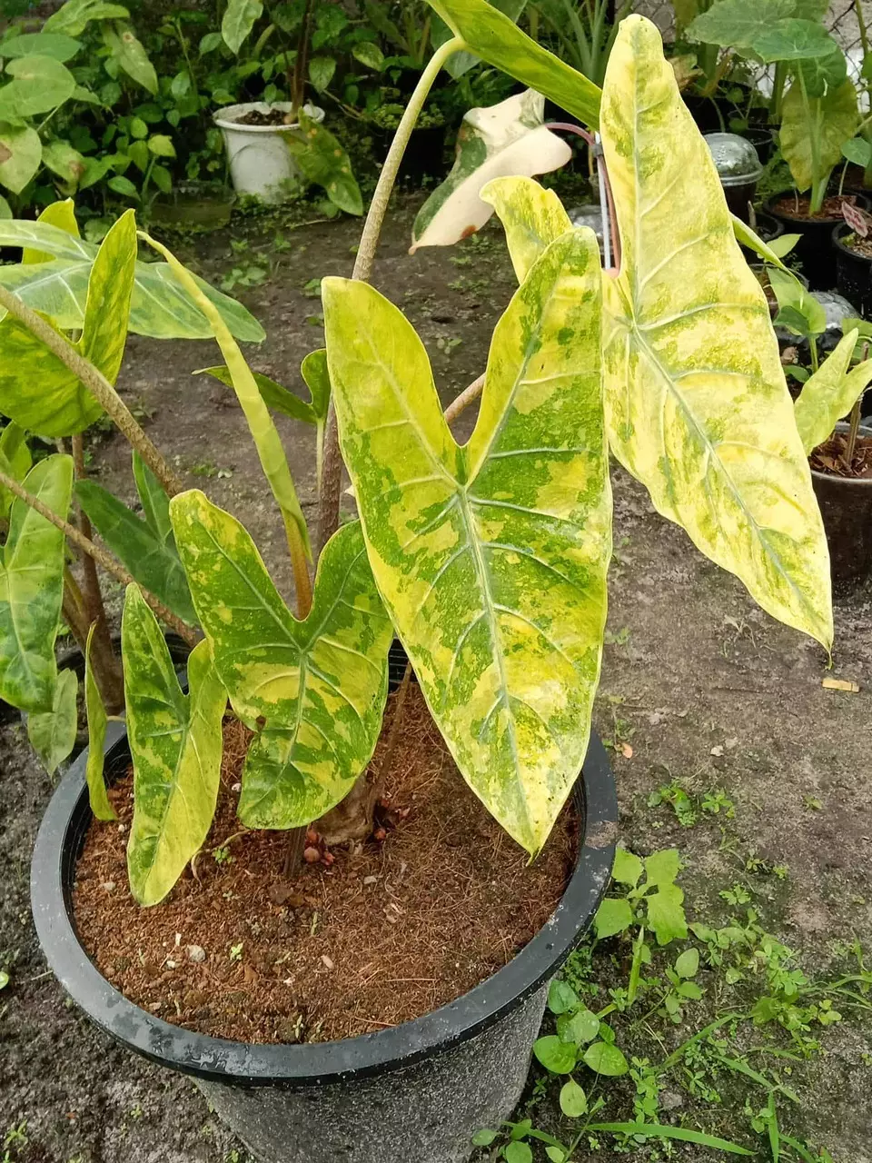 plant/Super Yellow Variegated Alocasia Longiloba-0
