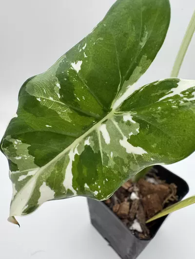 plant/Alocasia Okinawa Silver 0502-0-thumbnail