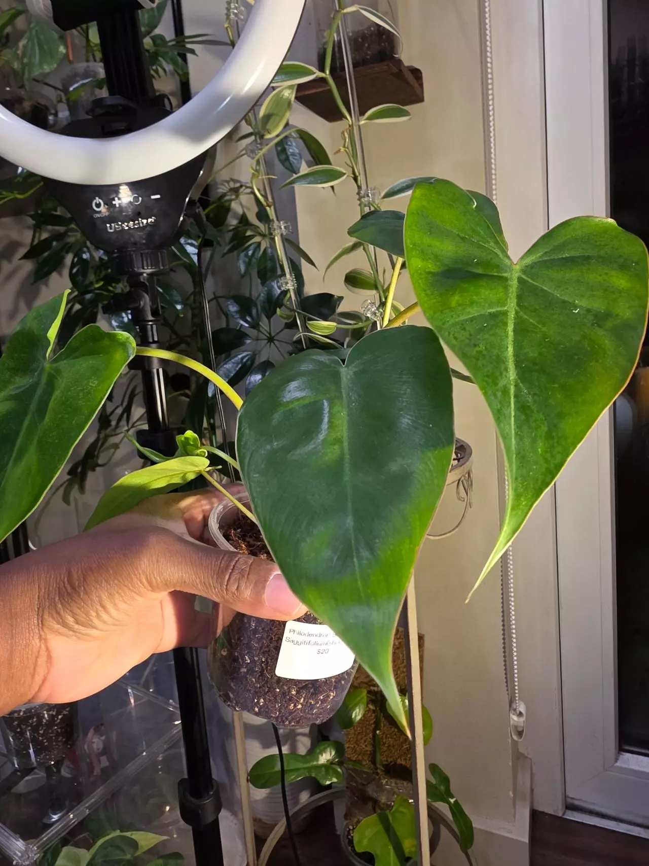 plant/Philodendron Billietiae x Saggitifolium (short form)-2