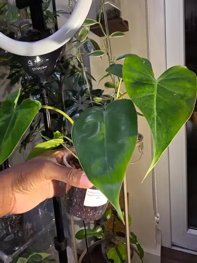 plant/Philodendron Billietiae x Saggitifolium (short form)-2-thumbnail