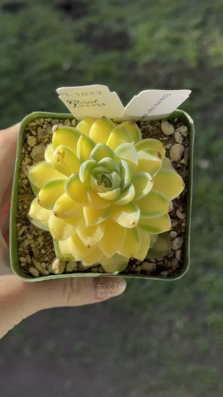 plant/PL1033: Echeveria Cream Spike Variegated-0