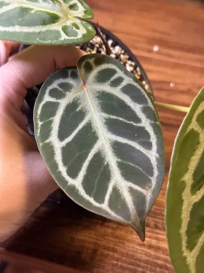 plant/A. KOS x RC #5-4-thumbnail